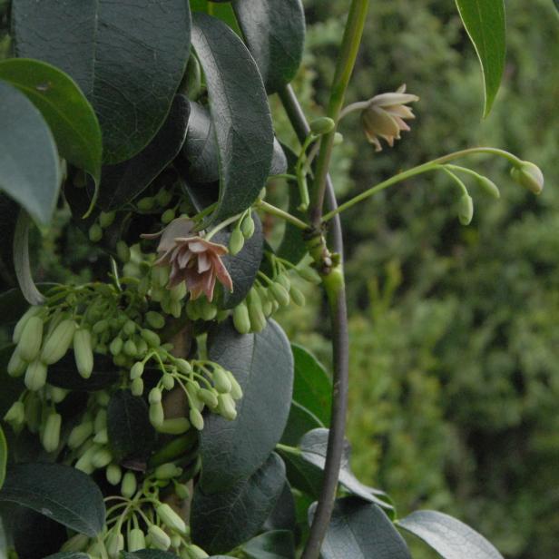 'Cathedral Gem' Sausage Vine 'Cathedral Gem' Sausage Vine