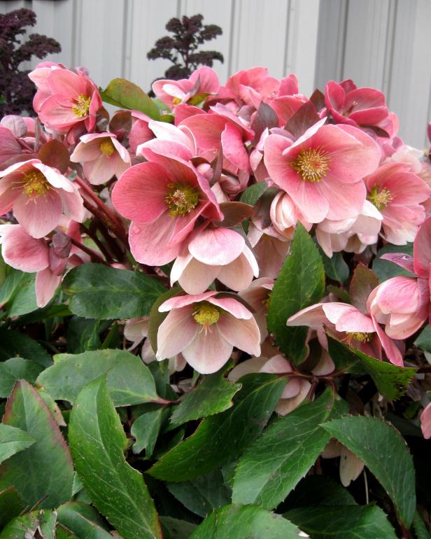 Lenten Rose Gold Collection® ‘Pink Frost’ Lenten Rose Gold Collection® ‘Pink Frost’