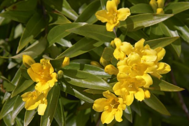 Carolina Jessamine Carolina Jessamine