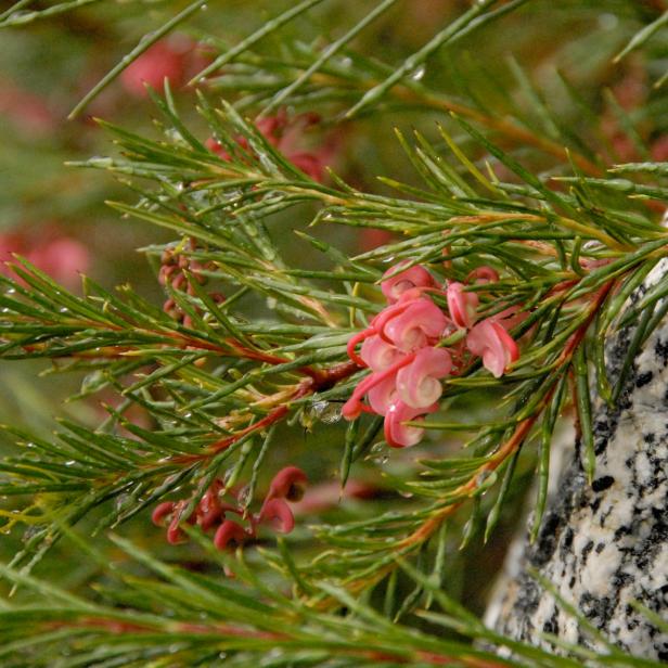 Grevillea x 'Noell' Grevillea x 'Noell'