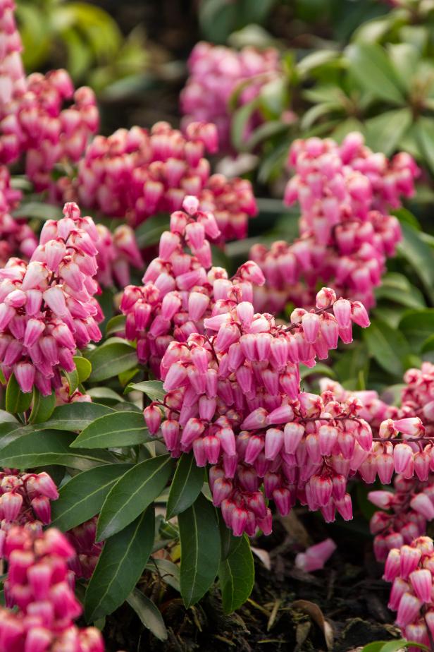 ‘Impish Elf'® Lily of the Valley ‘Impish Elf'® Lily of the Valley