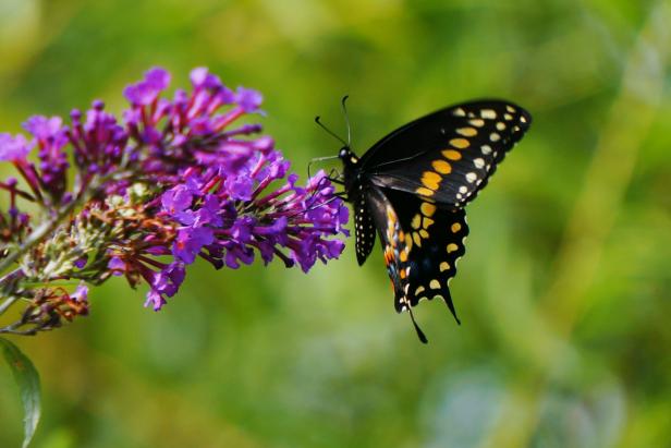 black swallowtail butterfly in butterfly garden