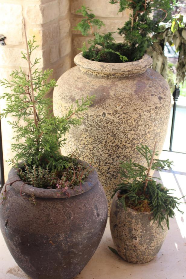 Potted Evergreens Potted Evergreens