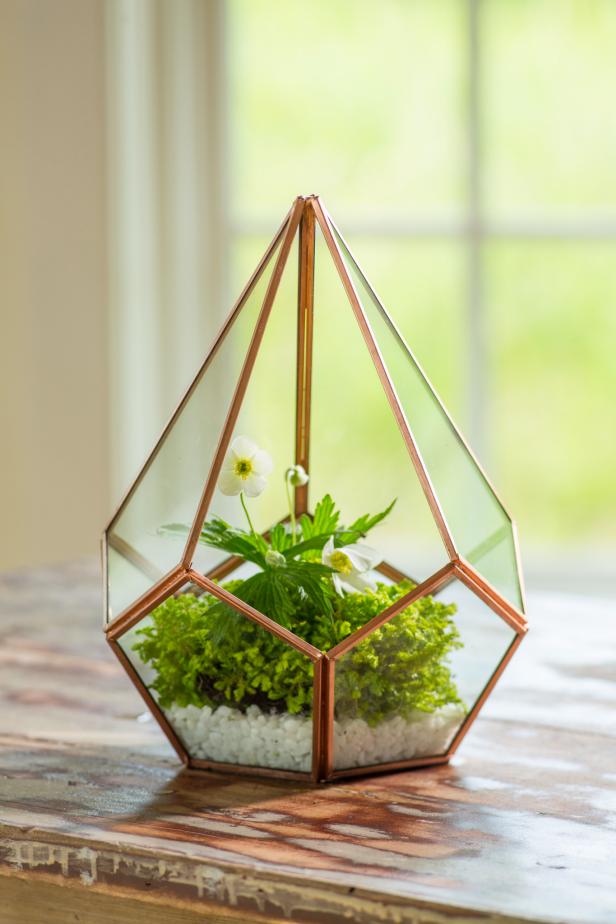 Teardrop Terrarium Teardrop Terrarium
