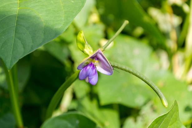 Mississippi Silver Cowpea in Flower Mississippi Silver Cowpea in Flower