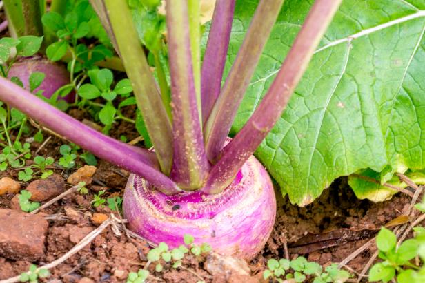 Turnip in the Garden Turnip in the Garden