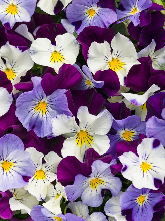 Anytime® Viola 'Sugarplum' Anytime® Viola 'Sugarplum'
