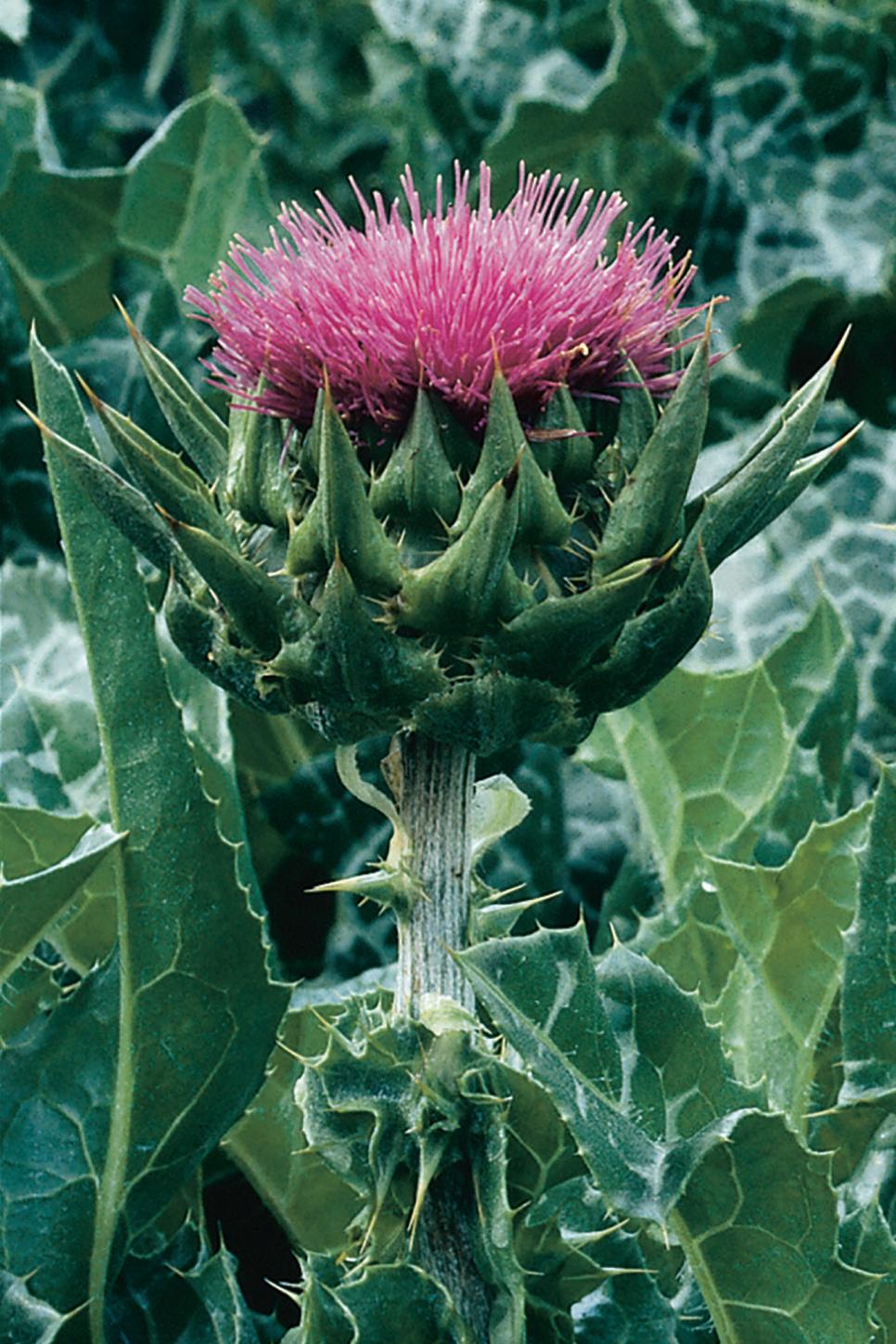 Milk Thistle Milk Thistle