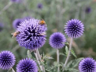 Globe Thistle 'Blue Glow'