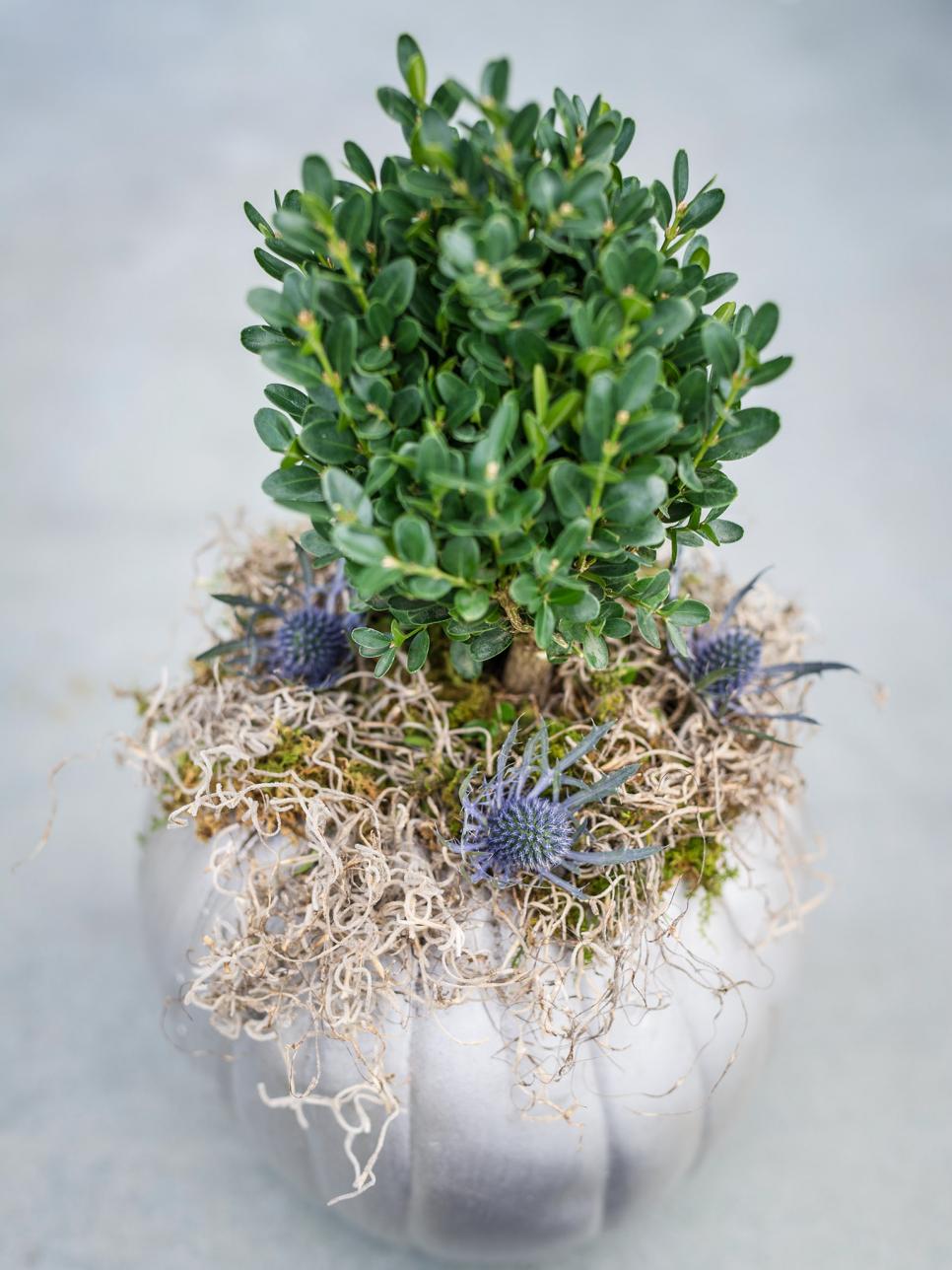 Long-Lasting Table Topiary tabletop topiary
