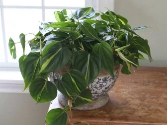 Philodendron 'Brasil'