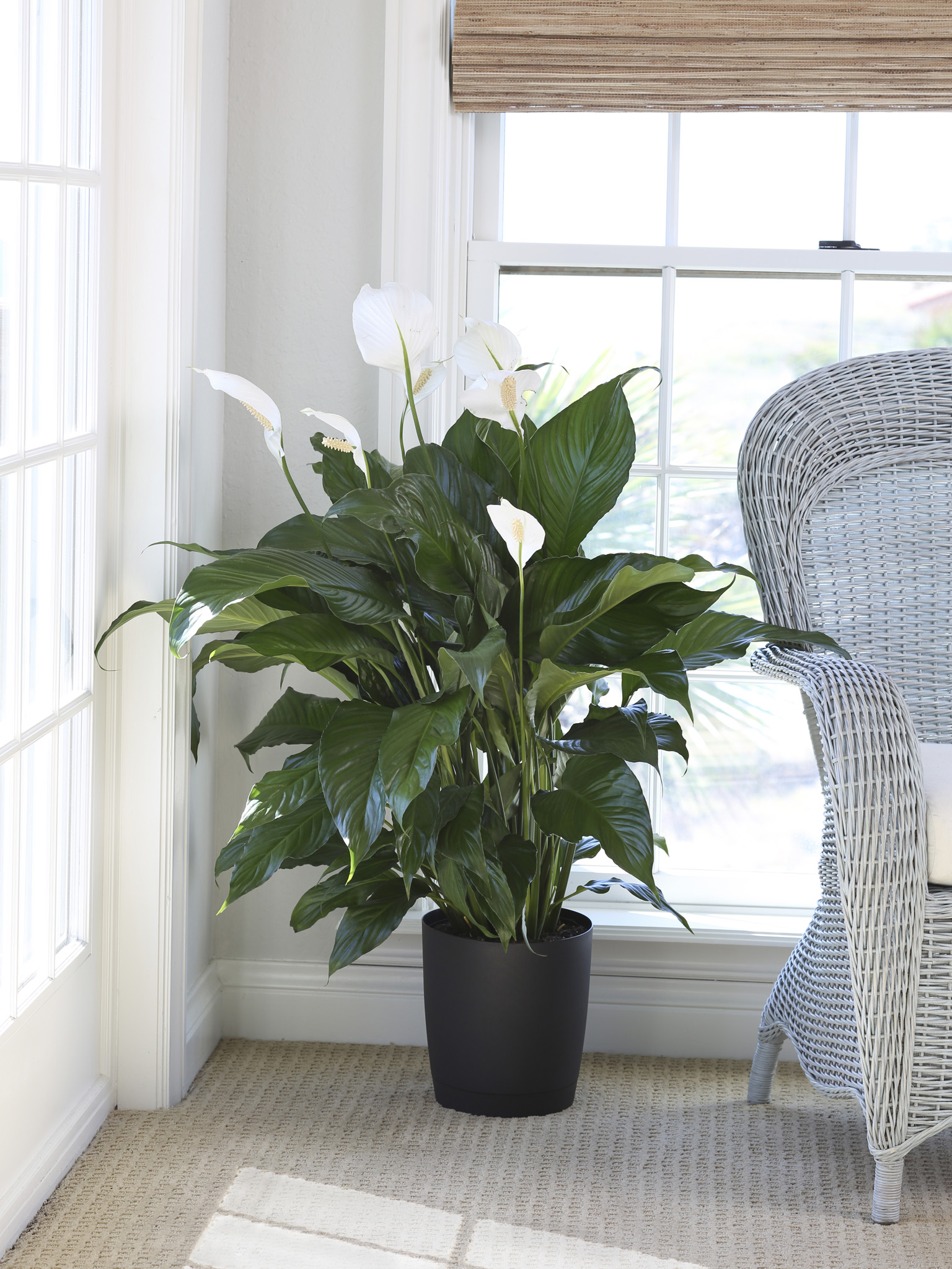 download best low light indoor plants for free