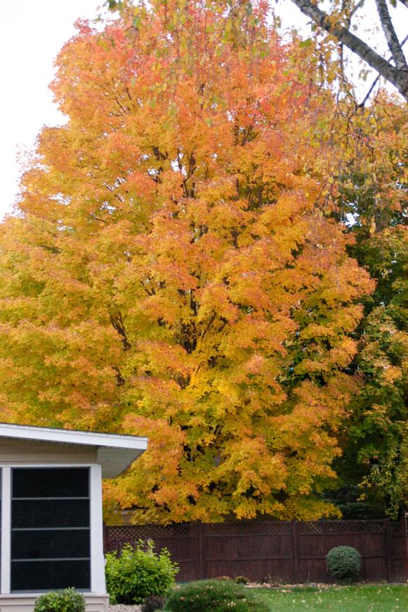 Sugar Maple in Fall Sugar Maple in Fall