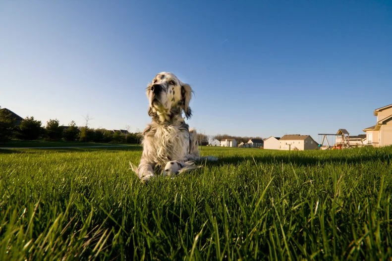 An English Setter laying on the grass in the backyard