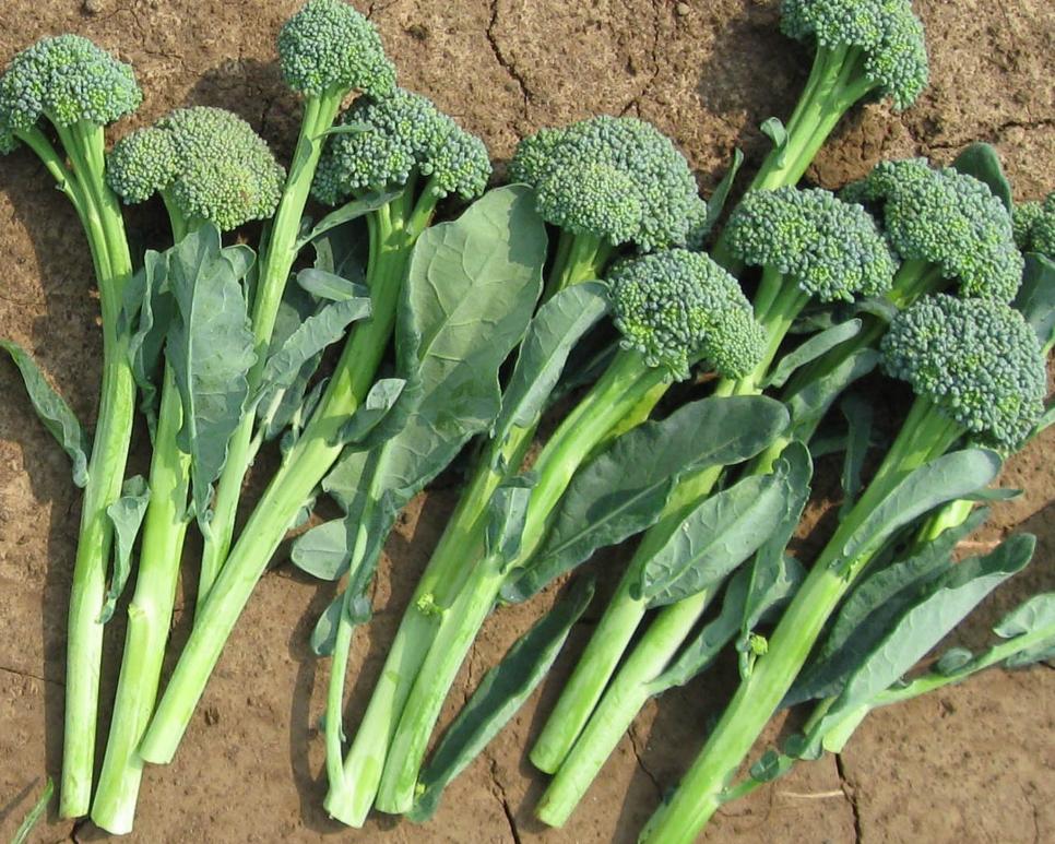 ‘Artwork’ Broccoli All-America Selections Winner‘Artwork’ Broccoli Hybrid