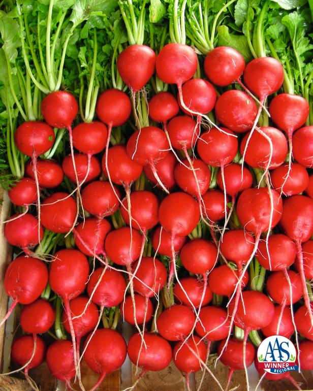 ‘Rivoli’ Radish ‘Rivoli’ radish AAS winner