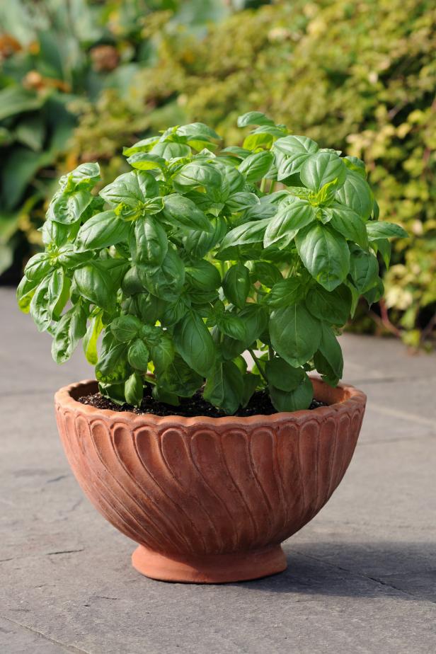 ‘Dolce Fresca’ Basil ‘Dolce Fresca’ Basil