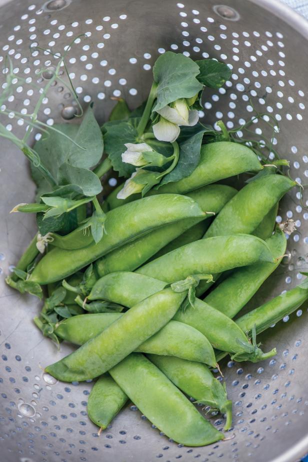 ‘Peagoda’ Pea ‘Peagoda’ Pea
