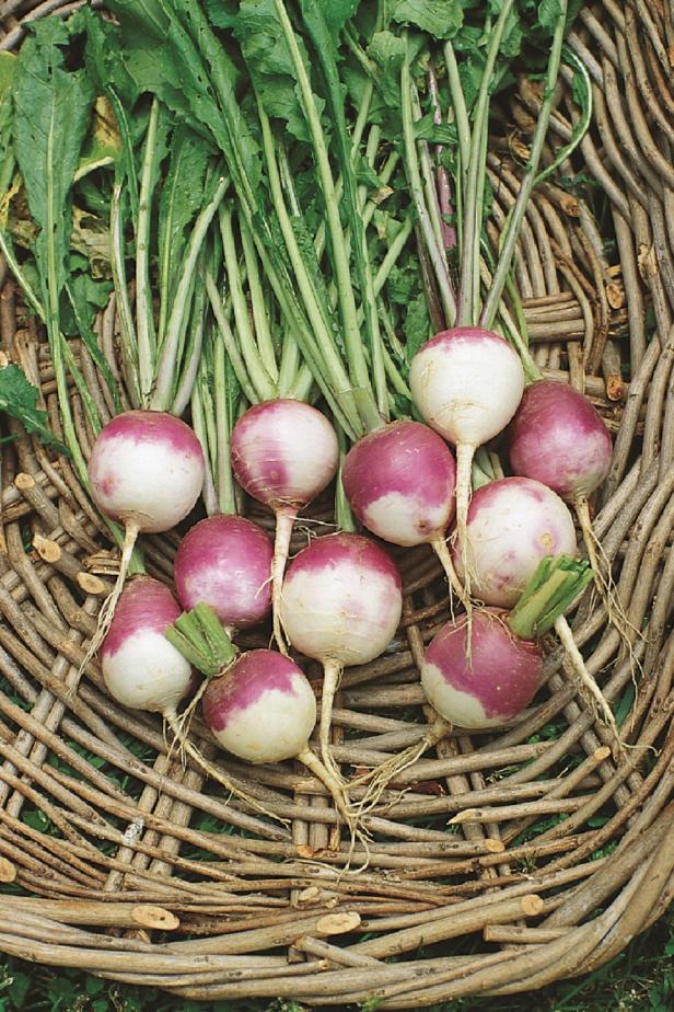 Turnip 'Purple Top White Globe' Turnip 'Purple Top White Globe'