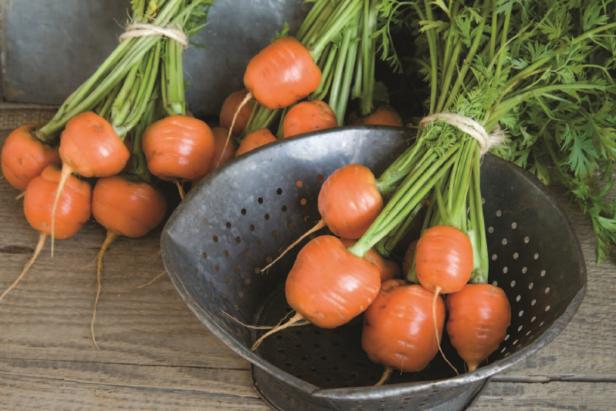 ‘Atlas’ Carrot Parisian market style or round carrot
