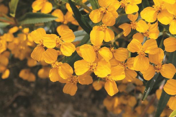 Mexican Mint Marigold Texas tarragon, yerba anise