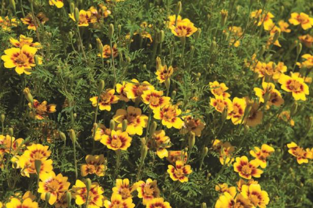 ‘Lemon Star’ Marigold ‘Lemon Star’ Marigold