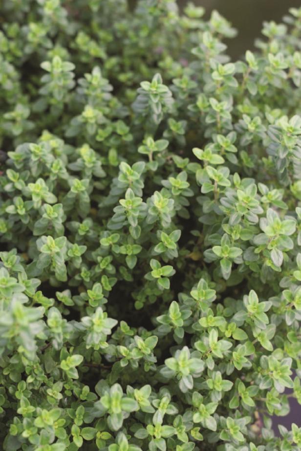 Lemon Thyme Lemon thyme for pots