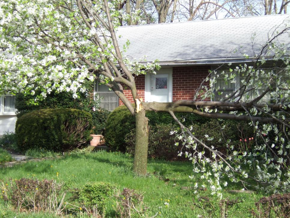 Wind Damage to Tree Bradford pear broken in half from wind