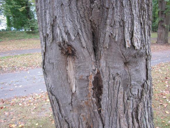 Callus Forming Around Trunk Wound Callus Forming Around Trunk Wound