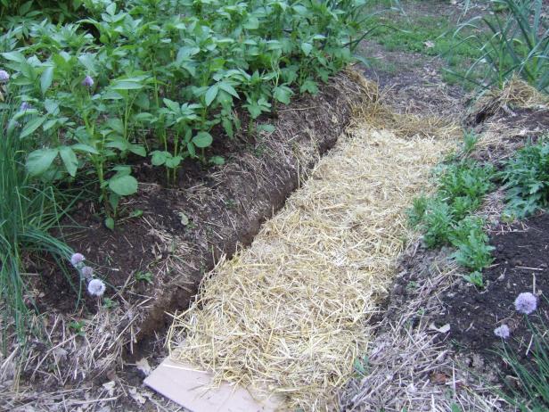 Straw Garden Path Straw Garden Path