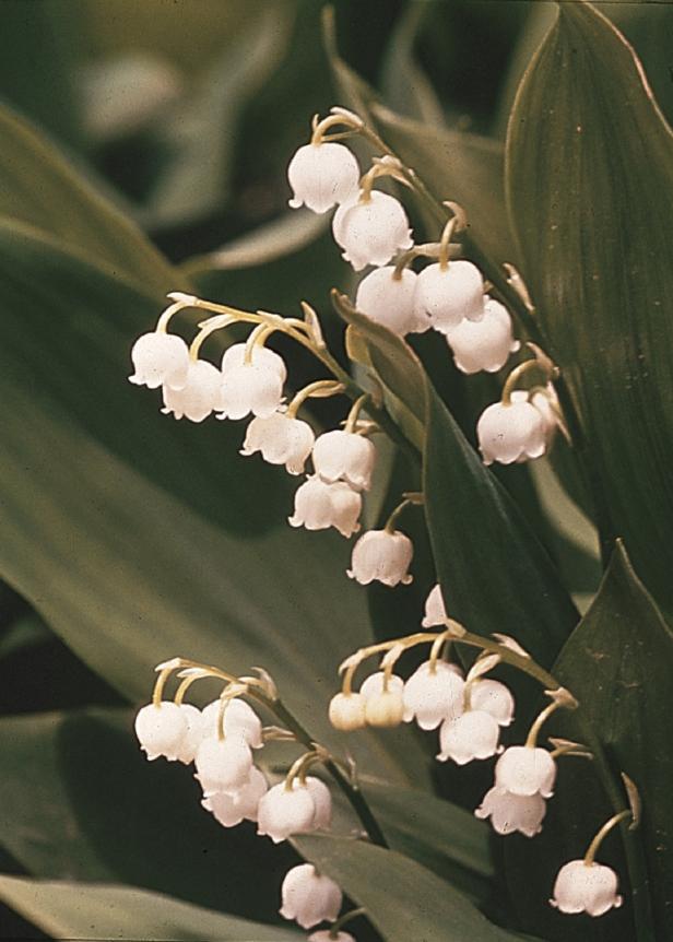 Lily of the Valley Lily of the Valley