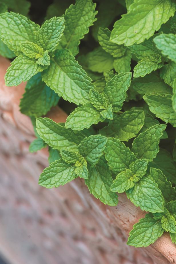 Spearmint Spearmint