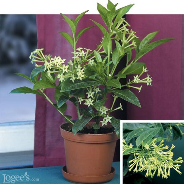 Night-Blooming Jasmine Night-Blooming Jasmine