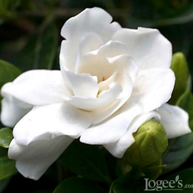 ‘Crown Jewel’ Gardenia ‘Crown Jewel’ Gardenia