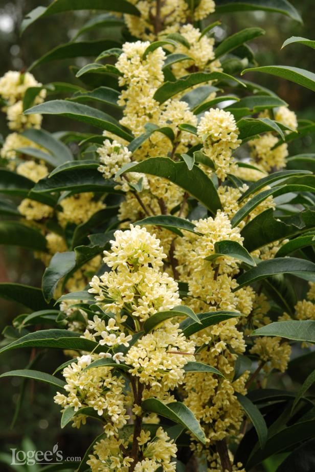 ‘Fudingzhu’ Sweet Olive ‘Fudingzhu’ Sweet Olive