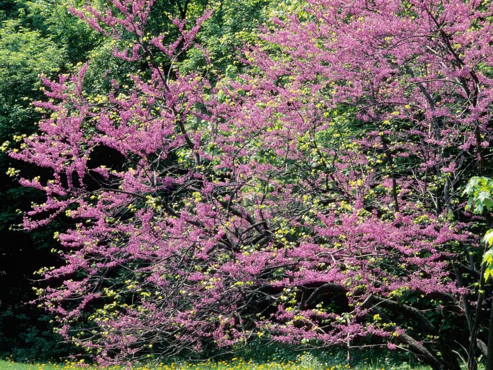 ‘Minnesota Strain’ Redbud Cercis Canadensis ‘Minnesota Strain’