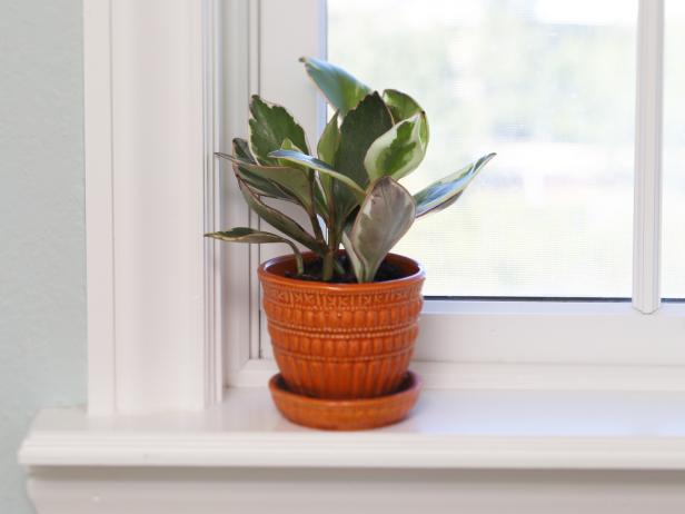Peperomia in cachepot 'Jelly' Peperomia in orange cachepot