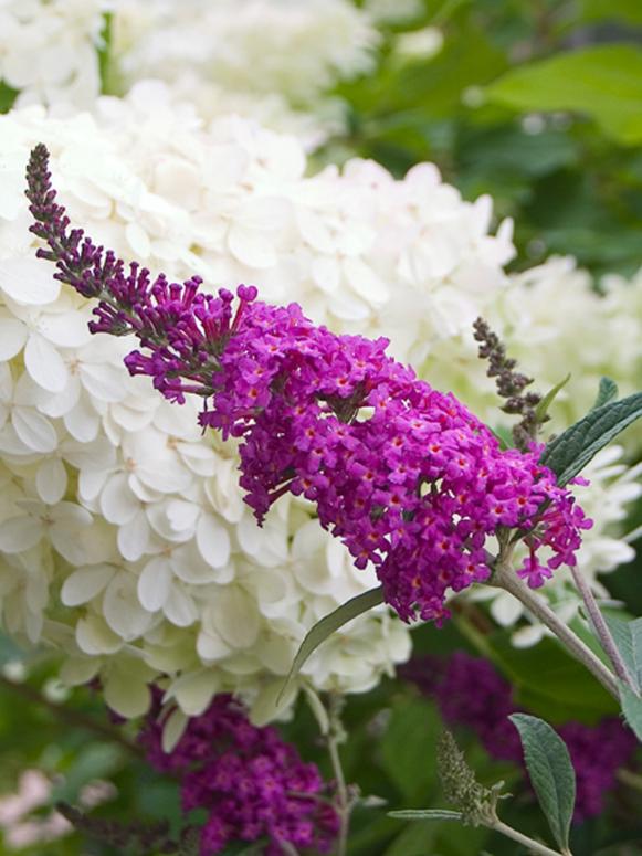 ‘Miss Ruby’ Butterfly Bush ‘Miss Ruby’ Butterfly Bush