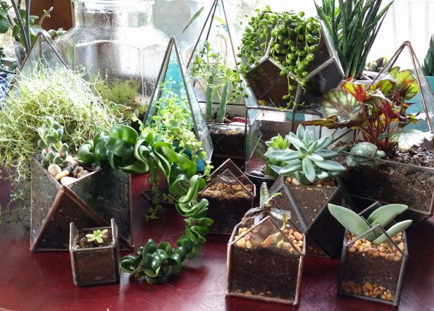 Terrarium Garden Display Terrarium Garden Display