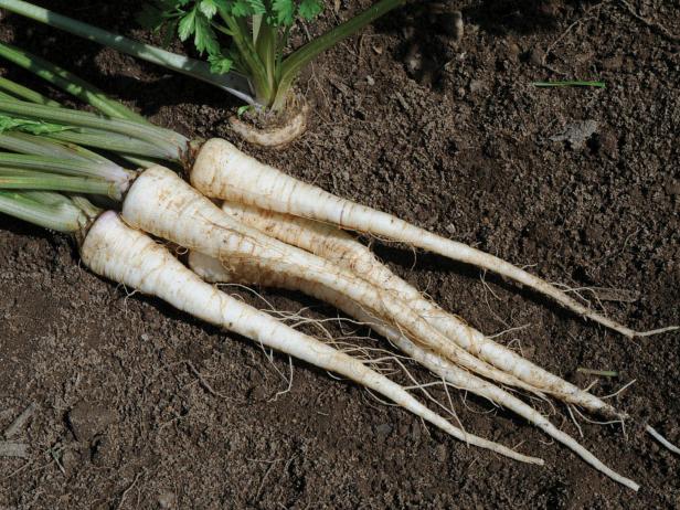 Parsley Root Parsley Root