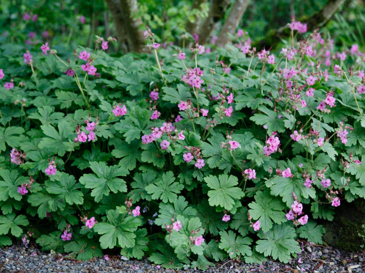 Ways to Improve the Hellstrip Outdoor Spaces Patio Ideas, Decks