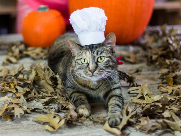 Halloween Pet Costume: French Chef