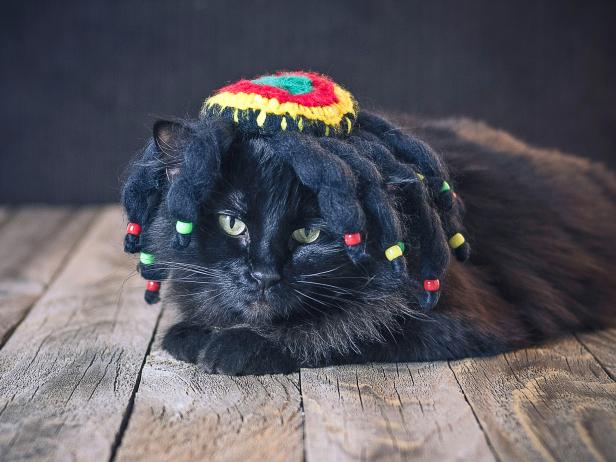 Slide the hat and wig over your pet's muzzle, being careful not to hurt their ears. Check that the chin strap isn't too tight; if it is, make adjustments.