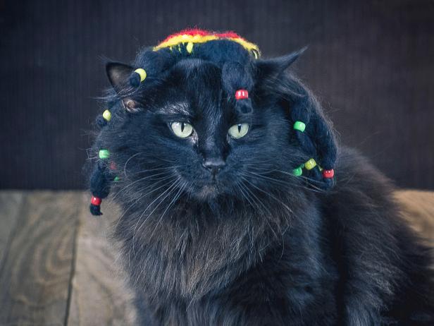 Rastafarian Costume For Pets Rastafarian Costume For Pets