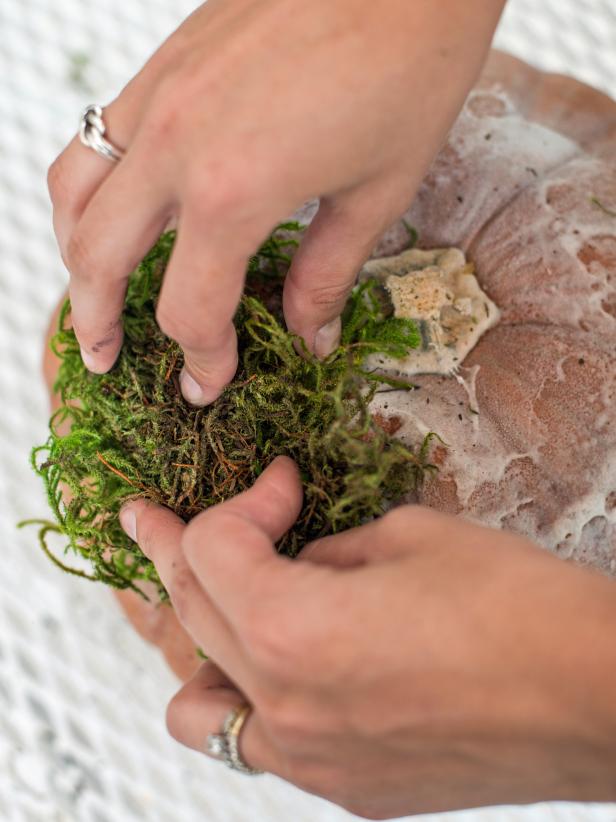 Spray the top of the pumpkin with spray adhesive. Gently pull moss apart into clumps and immediately stick to the pumpkin where glue was applied.
