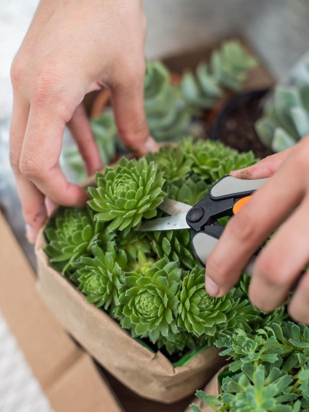 Step 2: Clip Succulents Step 2: Clip Succulents