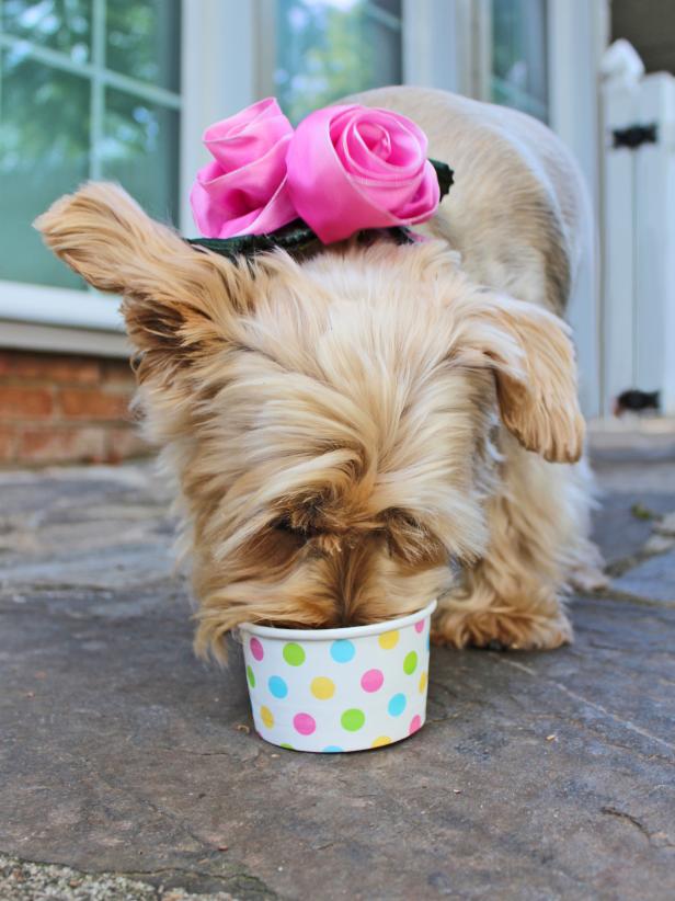 Cute Dog Enjoying Peanut Butter Ice Cream for Dogs Cute Dog Enjoying Peanut Butter Ice Cream for Dogs