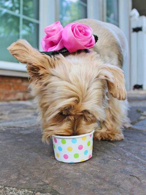 Cute Dog Enjoying Peanut Butter Ice Cream for Dogs