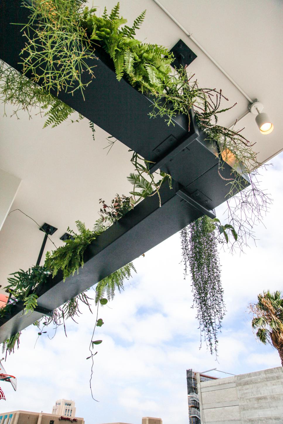 Industrial Planter Borders Restaurant Ceiling Linear Ceiling Planter With Ferns and Foliage Plants