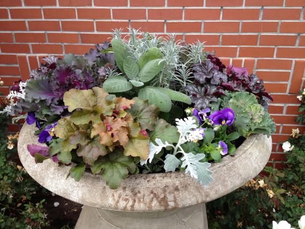 Fall Container Plant